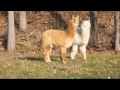 very beautiful  cria alpacas in Germany in the sun playing and running